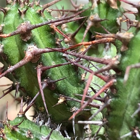 euphorbia golisana《M size》※現地球株発根済※木質化した極太主頭から伸びる良枝振りとコントラストが美しく厳つい棘々しさも堪らない‼︎※black bowl pot植え