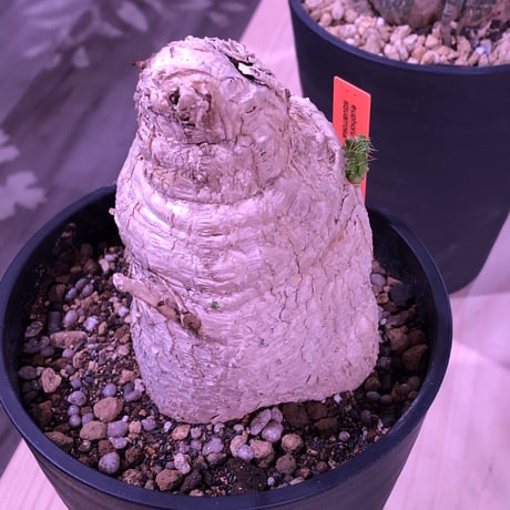 euphorbia     squarrosa《 L size》※希少size‼︎