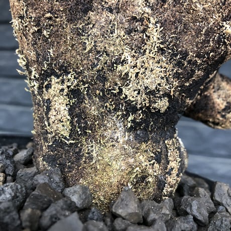 xerophyta  trichophylla《S size》※現地球発根済株※驚愕強靭株※幹太め&限りなくweightはlow‼︎これでもかわいい小振りサイズ※mad black pot植え
