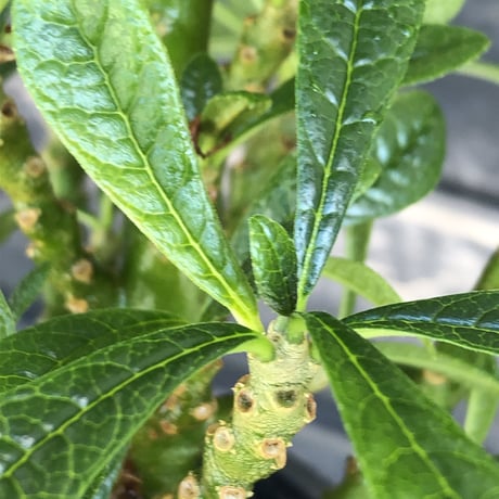 希少‼︎dorstenia   gigas《大きめM size》littmon  seed🌱7年株※ぼってり株元に半端ない枝振りなリトモン渾身の一株‼︎将来有望ギガス※mad black pot植え