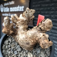 euphorbia itremensis《L size》※現地球株発根済①※極太塊根＆極太枝を持つマッチョなイトレ※black pot植え