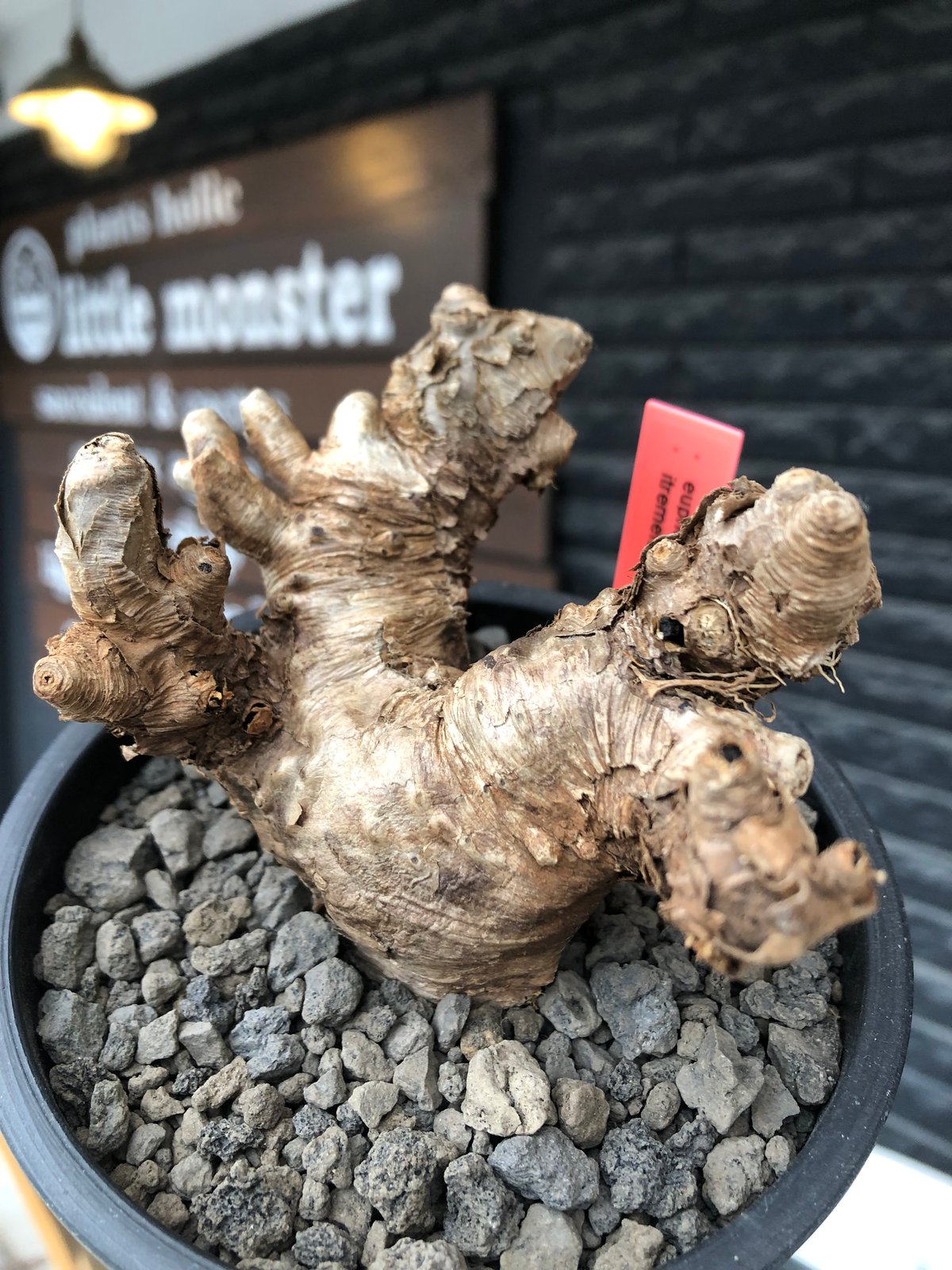 現地球／発根済】ユーフォルビア イトレメンシス ODDROOTS管理株 現地