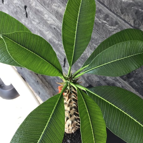 pachypodium  baronii《LL size》※激希少‼︎現地球発根後店主国内管理9年株※激極太幹を持ちどっしり構えの男前‼︎太いstuds棘が堪らない※mad black pot植え