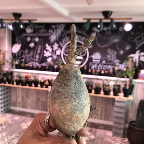 packypodium    gracilius《S size》輸入まもないまん丸新鮮株🌵vo①  限定15株