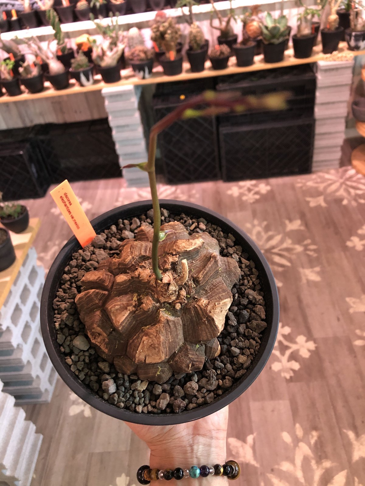 dioscorea macrostachya メキシコ亀甲竜《L size》※現地球らしい切