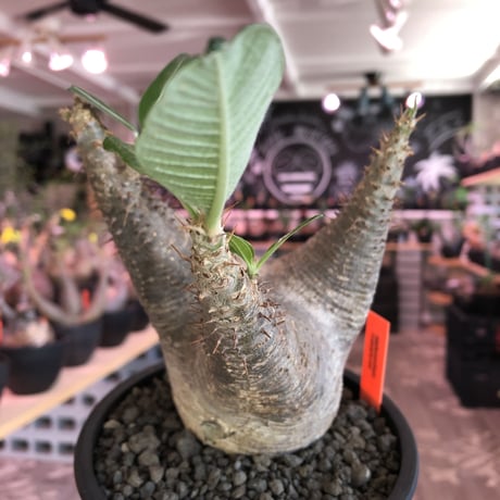packypodium   makayense《M size》※現地球発根済株※店主国内管理2年株※手乗りサイズの丁度良きサイズ感‼︎立体的マカイらしい樹形‼︎※mad black pot植え