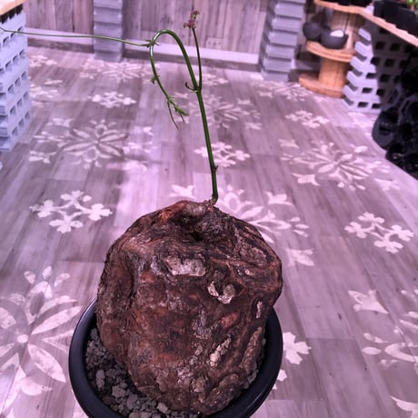 cyphostemma     pachypus《L L size》激希少size‼︎ ※歴史と生き様を実感できる大株‼︎ ✨驚愕‼︎1周年感謝株No.⑤