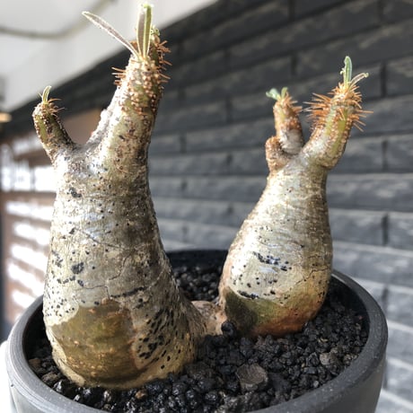 pachypodium gracilius《小さめM size》w-he'd株※現地球発根後店主国内管理4年株※丸みも強く愛くるしさ満点の良balance株※mad black pot植え
