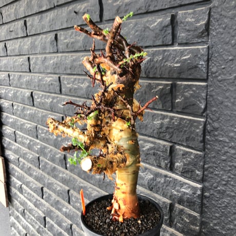 commiphora eminii《LL size》※現地球発根後店主国内管理6年株※極太幹を持つ激wildな出立ちが堪らない‼︎※mad black tall pot植え