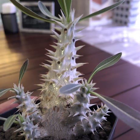 packypodium  densiflorum（M size）