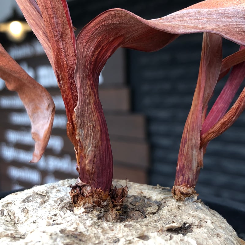 eriospermum mackenii《LL size》※現地球株発根済※中々出会えないエリ