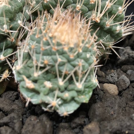 strombocactus 白棘菊水 4分頭《Lsize》※littmon seed株※現地球株と比べ生育は早く例年開花も楽しめる美樹形な一株‼︎※black bowl pot植え