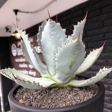 agave guadalajalana《L size》※現地球株発根済※大きめ且つ締まり良き美しい選抜株※mad black bowl pot植え