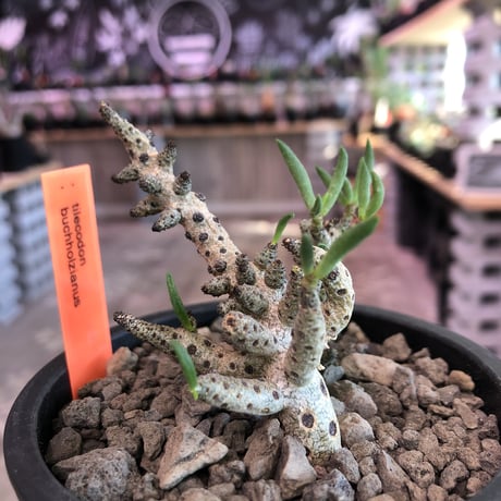 tylecodon buchholzianus《M size》※大変綺麗で繊細な品種‼︎※mad black pot植え