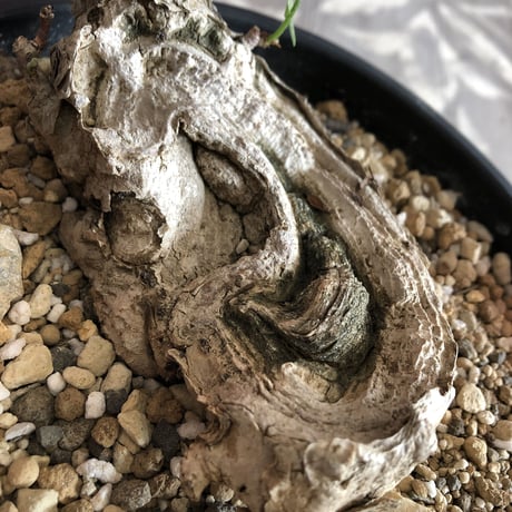 pseudbombax   ellipticum《M size》