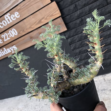 sarcocaulon  herrei《L size》