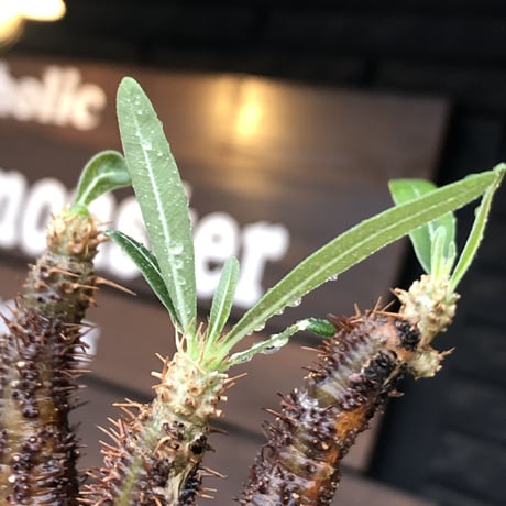 pachypodium gracilius《 M size》希少green & 激しい現地焼け※現地球発根後店主国内管理1年株※2色混在特化した装いが堪らない※mad black bowl pot植え