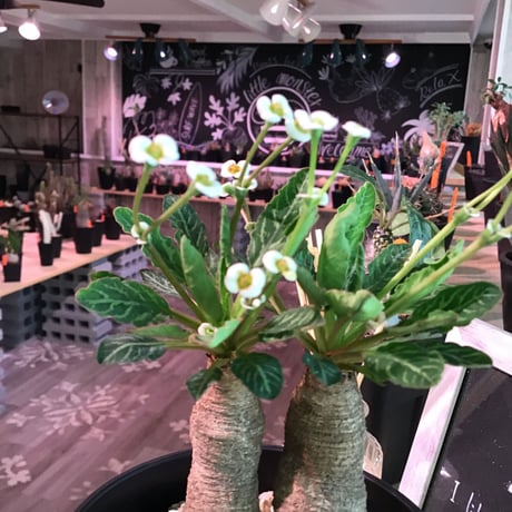 euphorbia    fish bone《S  size》おススメ株