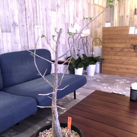 bursera  fagaroides《M size》