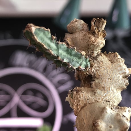 euphorbia buruana《M size》※塊根ユーフォルビアの中で最も希少性高きユーフォルビアの上、大変wildな太く棘棘しい多肉質の葉を展開するブルアナ※mad black pot植え