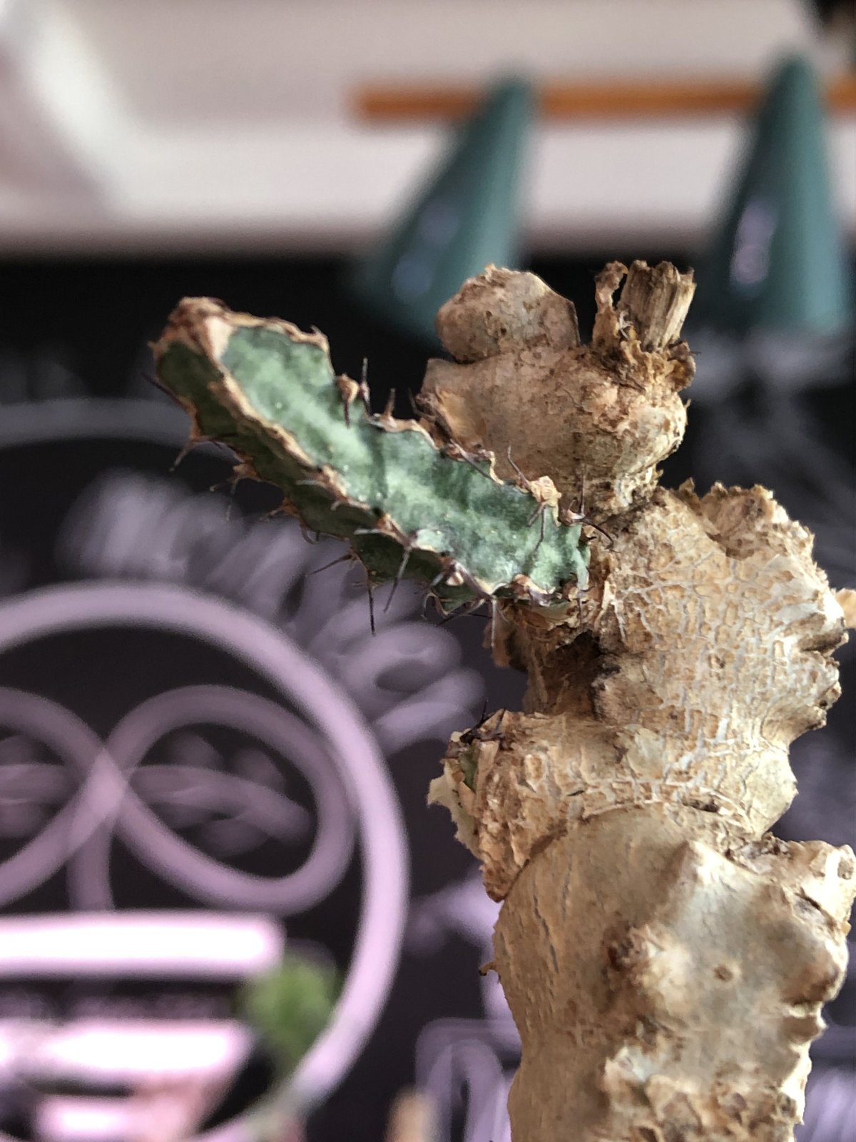 euphorbia buruana《M size》※塊根ユーフォルビアの中で最も希少性高き