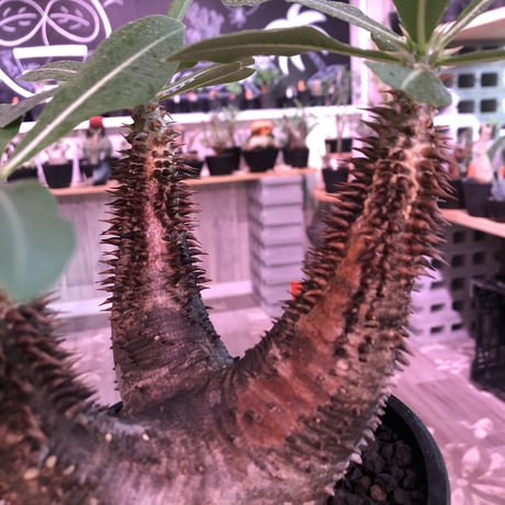 packypodium  horombense《M size》※現地球発根済み株‼︎ ※bronzeよりのmad質な赤肌ホロン‼︎※mad black pot植え