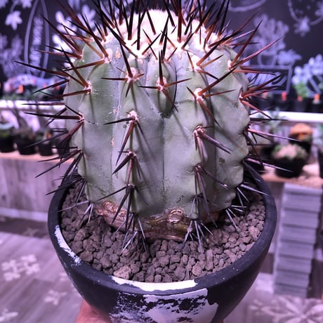 copiapoa   cinerea  黒王丸《L size》※現地球発根済株※店主国内管理6年株※king of cactus‼︎※mad black marble bowl pot植え