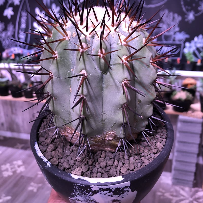 copiapoa cinerea 黒王丸《L size》※現地球発根済株※店主国内管理6