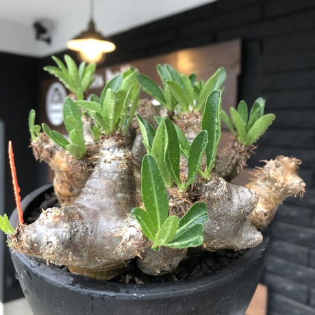pachypodium brevicalyx《L size》※現地球発根後店主国内管理5年株※枝振り良く全体バランスも良きブレビらしい低重心※mad black bowl pot植え