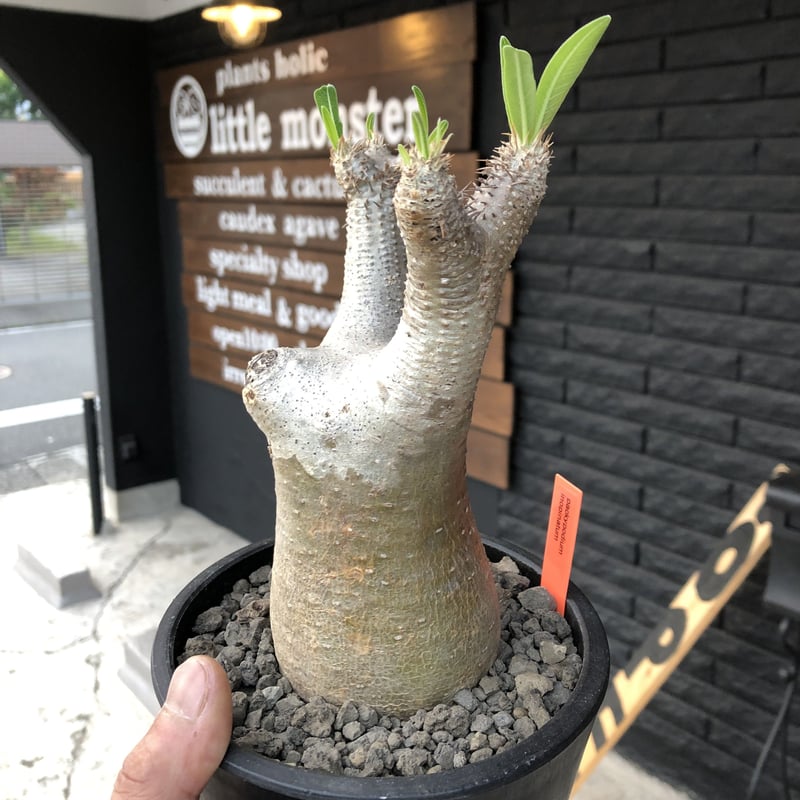 packypodium inopinatum《M size》発根済み株‼︎ 店主管理国内3