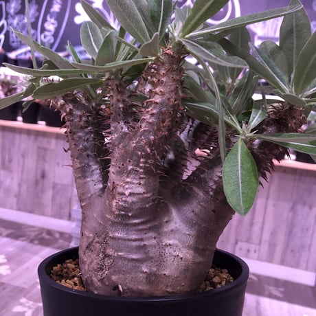 packypodium  horombense《M size》※発根済み株  枝ぶりもよく、大変wildな表皮が特徴