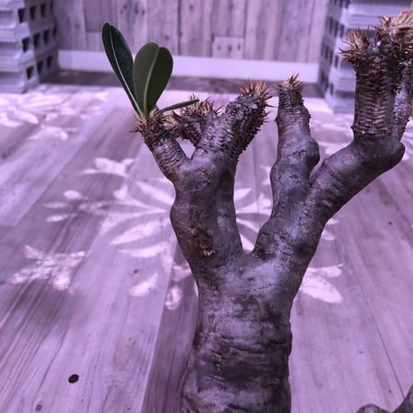 packypodium   enigmaticum《L size》※単頭株  発根済み株   標準肌