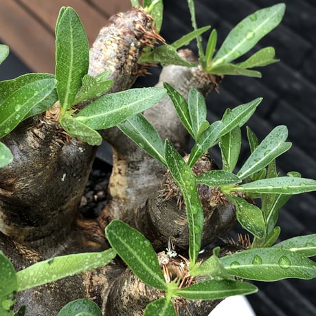 pachypodium brevicalyx《大きめL size》※現地球発根後店主国内管理6年株※丈があり大変ゴツゴツ感強き男前な出立ちが堪らない※mad black bowl pot植え