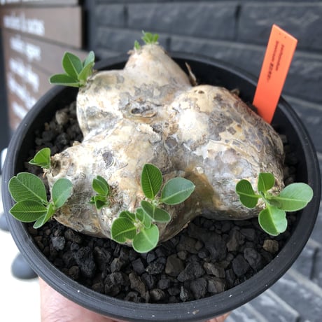 pachypodium brevicaule恵比寿笑い《大きめM size》※現地球発根後店主国内管理3年株※大きめながら纏まった良サイズ感‼︎※mad black bowl pot植え