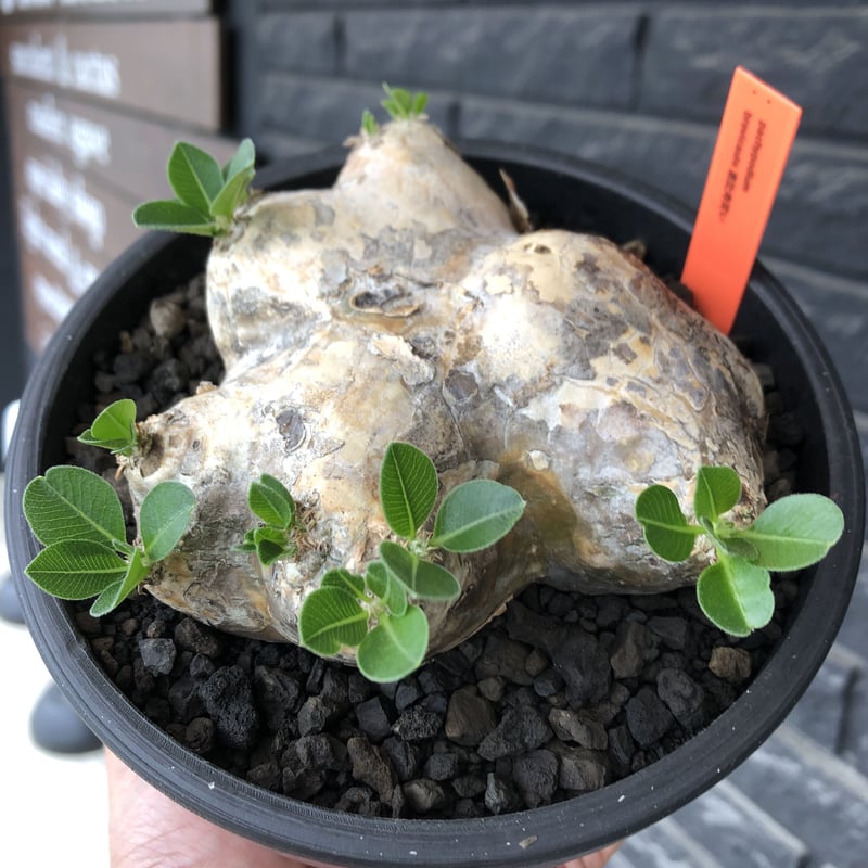 【植物引退】恵比寿笑　現地球 パキポディウム ブレビカウレ 
