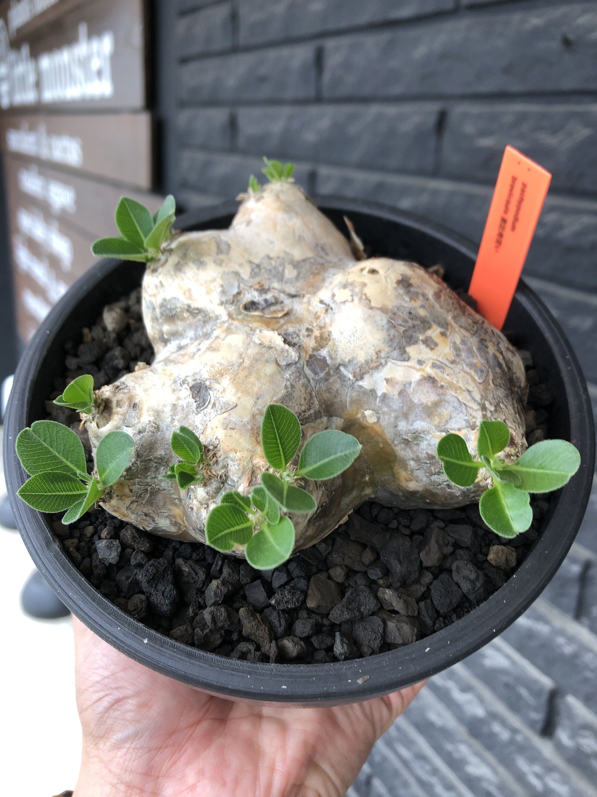 pachypodium brevicaule恵比寿笑い《大きめM size》※現地球発根後店主...