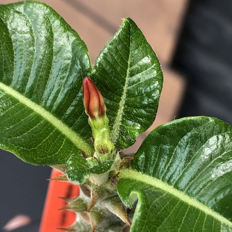 pachypodium  windsori i× baronii  《M size》希少※現地実生発根済株※成長楽しみな双方の良さが活きた将来有望株※mad black pot植え