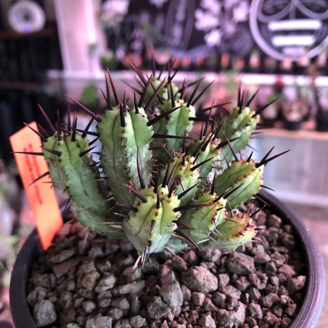 euphorbia enopla《M size》希少‼︎monst株※鋭い黒棘にこの丈ながらwildな躍動感とweightも低く枝振りbalance良きモンスト株※mad black pot植え