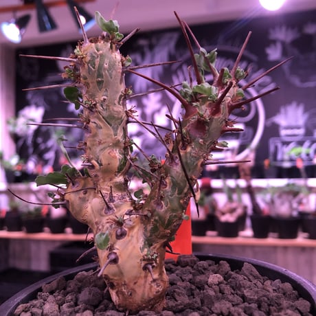sarcocaulon crassicaule《  M  size》※現地球発根済株※店主国内管理3年株※赤強刺に縮れた葉と白花のギャップ萌えするwildな一株※mad black pot植え
