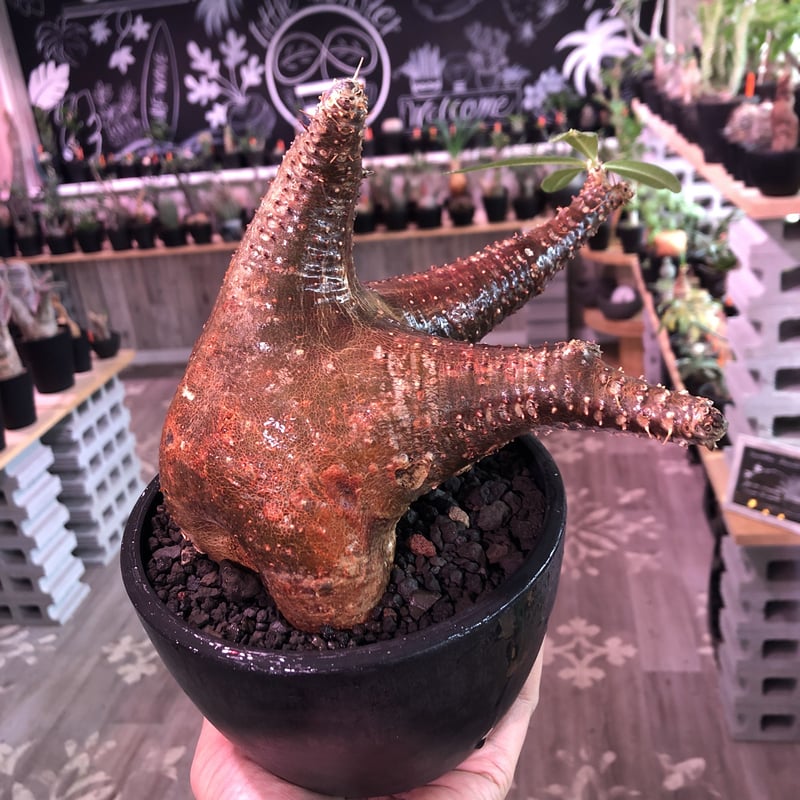 パキポディウム マカイエンセ 3頭 赤肌 パキポディウム マカイエンセ 3