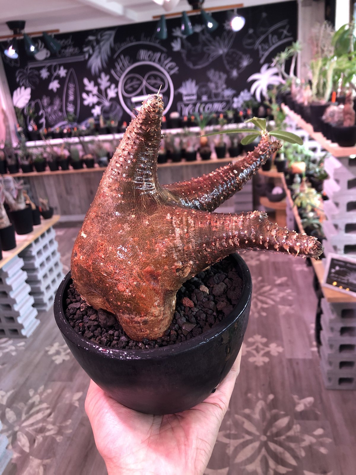 packypodium makayense《L size》驚愕赤肌‼︎※現地球発根済株‼