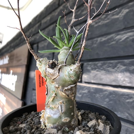 tylecodon  reticulatus《M size》※現地球発根済株※店主国内管理4年株※棘も多く残っており幹太めな味深き一株‼︎美しさ &impact絶大※mad black pot植え