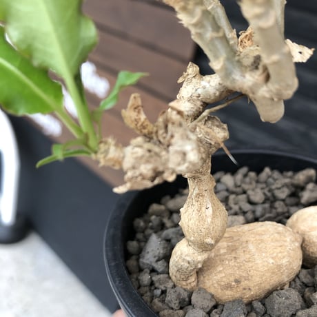 euphorbia cremersii《 L size》※現地球発根後店主国内管理2年株※美しいギザギザ葉に綺麗な塊根とのcontrastが堪らない一株※mad black pot植え