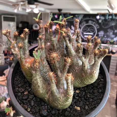premium pachypodium gracilius 7he'd株※現地球発根済株※店主国内管理3年株※群生株と称しても過言でない程エグく‼︎渾身の一株※mad black bowl pot植え