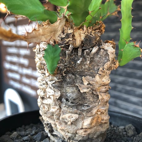 euphorbia clavigera 《M size》※現地球株発根済※ワイルドすぎる勲章（傷跡）を持ち樹形バランスも抜群な良き出立ちな一株※black pot植え