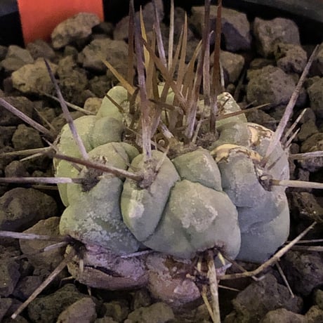 copiapoa   cinerea  長刺白棘黒王丸《小さめM size》激希少‼︎※現地球株カキ仔自根株※現地球のDNAを引き継いだ白肌※mad black bowl pot植え