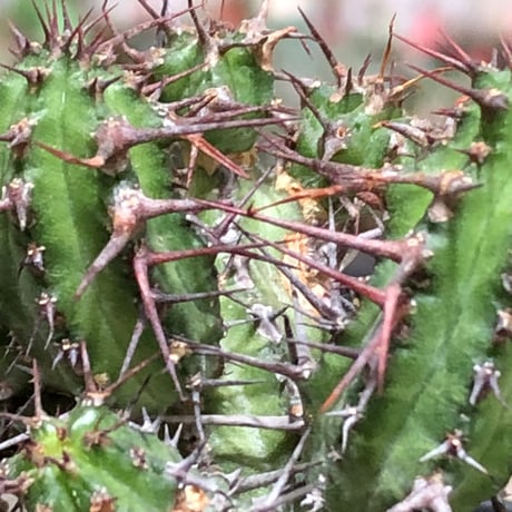euphorbia golisana《M size》※現地球株発根済※木質化した極太主頭から伸びる良枝振りとコントラストが美しく厳つい棘々しさも堪らない‼︎※black bowl pot植え