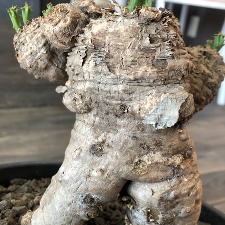 euphorbia    clavigera《激希少》L size