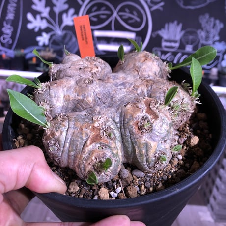packypodium  brevicaule（恵比寿笑い）L size