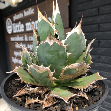 agave  titanota《小さめL size》※発根後店主国内管理2年株※締まり良きbest sizeなオススメ株※浅鉢植え